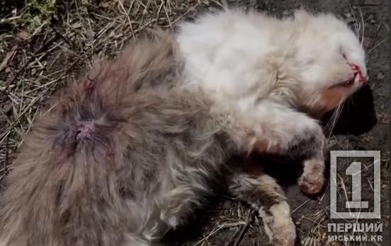 Підняв руку на беззахисних: на Інгульці люди знайшли вбитих тварин