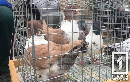 Голуби, кури, папуги: у Кривому Розі проходить ярмарок декоративних та домашніх птахів