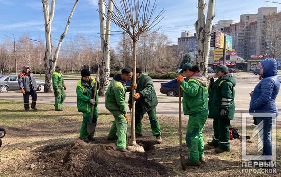 Вдоль одного из главных проспектов Кривого Рога высадили около 50 деревьев