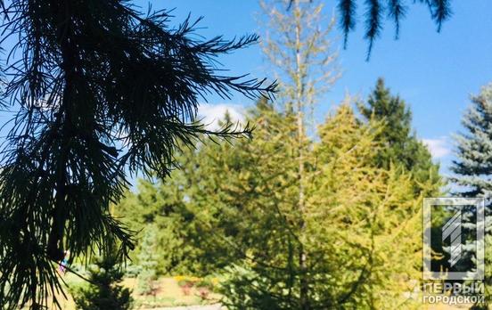 Посадить 1000 деревьев: жителей Кривого Рога приглашают на акцию ко Дню добровольца