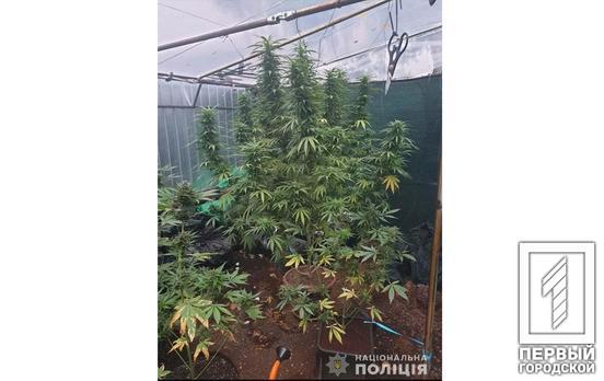 В теплице с вентиляцией: в Кривом Роге женщина дома выращивала коноплю