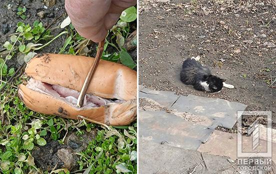 В Кривом Роге неизвестные травят уличных собак и котов ядовитыми сардельками