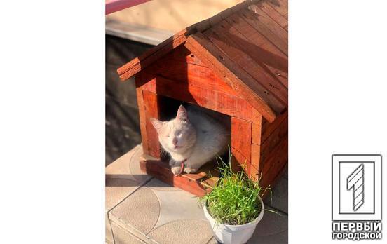 В Кривом Роге у слепого кота украли домик, который стоял на крыльце зоомагазина
