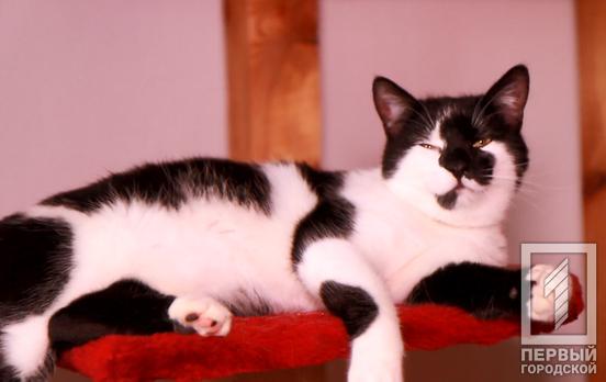 В Кривом Роге планируют открыть первый отель для домашних животных