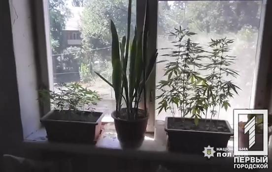В Кривом Роге мужчина выращивал коноплю в своей квартире