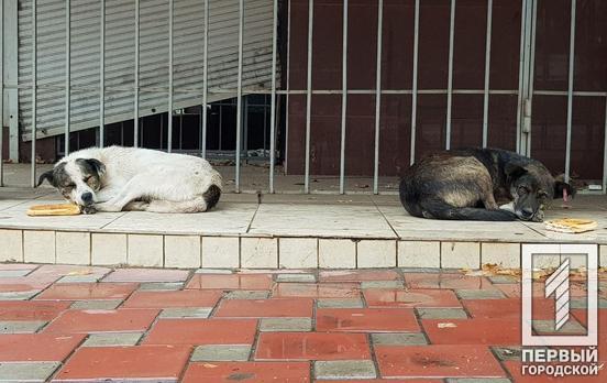 Більшість підписників «Першого міського» нададуть допомогу тварині, яка цього потребуватиме, - опитування
