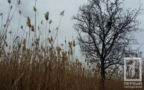 27 марта в Кривом Роге днём возможен небольшой дождь