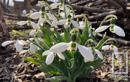31 марта в Кривом Роге днём ожидается солнечная и тёплая погода