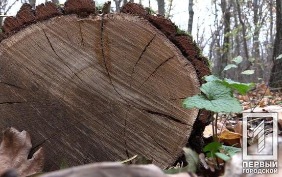 15 января в Кривом Роге будет переменная облачность