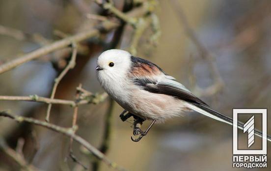 Под Кривым Рогом собирается на зимовку редкий для нашей страны вид синичек