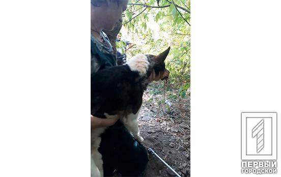 У Кривому Розі майже місяць намагалися витягнути собаку зі старого бомбосховища, зоозахисникам допоміг «авторський спосіб»