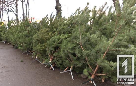 Святкові красуні: скільки у Кривому Розі коштують ялинки