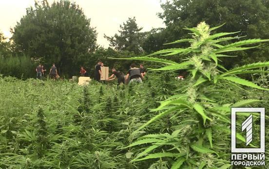 Під час операції «Мак» у Кривому Розі поліцейські вилучили 14 500 рослин конопель