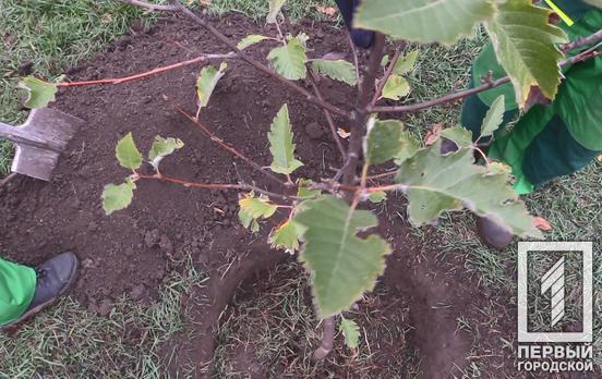 Понад 1000 дерев та 4000 кущів: у 2020 році на територіях шкіл та садочків Кривого Рогу висадили більше п’яти тисяч рослин