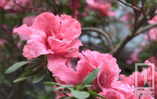 В ботаническом саду Кривого Рога начался сезон цветения азалий