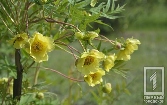 В ботаническом саду Кривого Рога зацвёл редкий гость из Китая