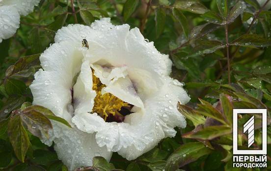 В ботаническом саду Кривого Рога показали, как цветут пионы и сирень во время карантина