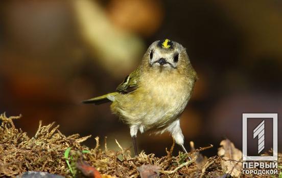 В Кривом Роге местный фотограф заснял «люксембургскую» птицу