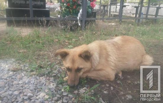 «Никого не подпускал к могиле»: на кладбище в Кривом Роге появился свой Хатико