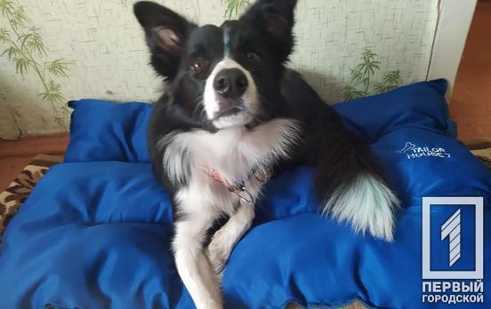 Два серебра и одно золото: пёс из Кривого Рога занял призовые места на областных соревнованиях