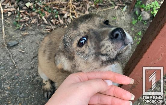 В Кривом Роге соседи подрались из-за бездомного щенка, – соцсети