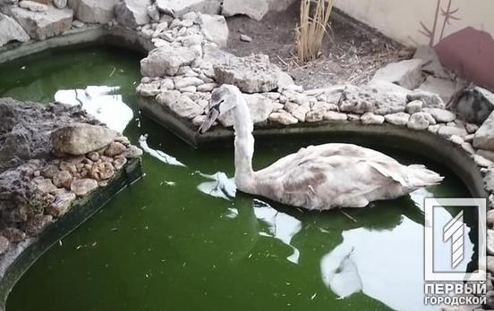 Недалеко от Кривого Рога спасли измождённого лебедя