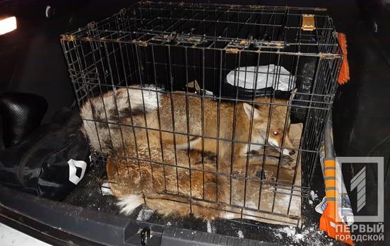 Под Кривым Рогом двух лисиц «выселили» с территории больницы