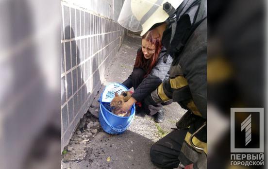 Спасатели Кривого Рога помогли выбраться из ловушки рыжему пушистику