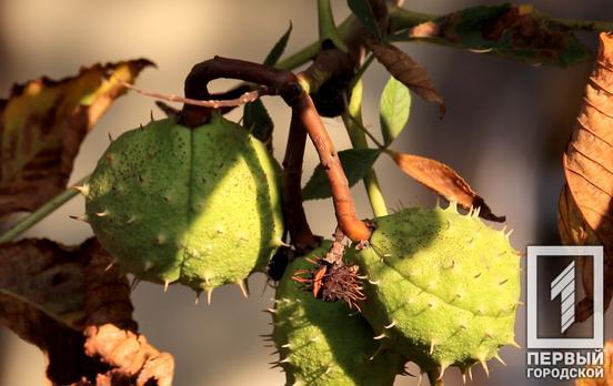 26 сентября в Кривом Роге будет солнечный день