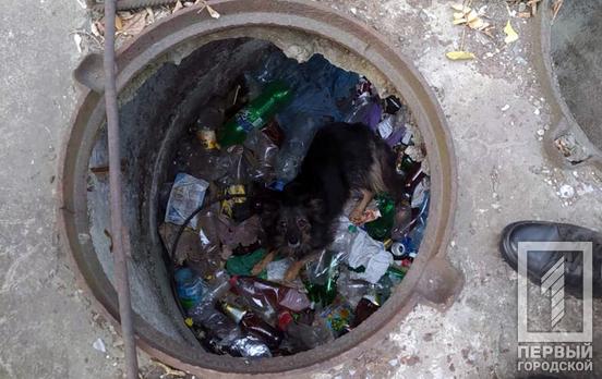 В Кривом Роге спасатели достали пса из заброшенного колодца