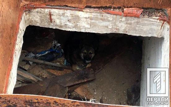 В Кривом Роге пожарные помогли щенку, который попал в беду