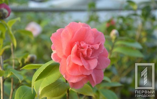 Ботанический сад Кривого Рога приглашает жителей и гостей города полюбоваться цветущими камелиями