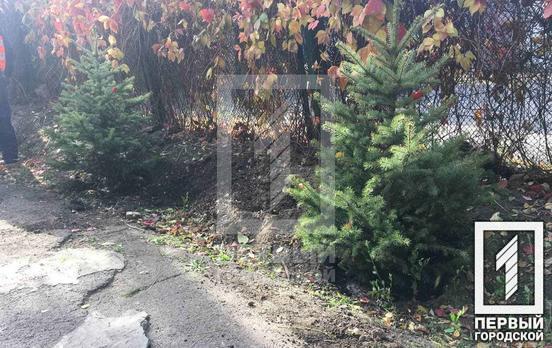В детском саду Кривого Рога высадили 30 декоративных деревьев и кустарников в рамках городской экологической программы