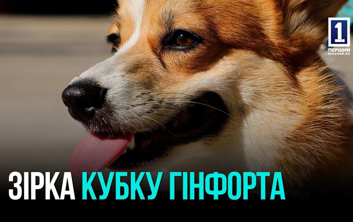 «Кубок Гинфорта» в Кривом Роге: провели выставку собак