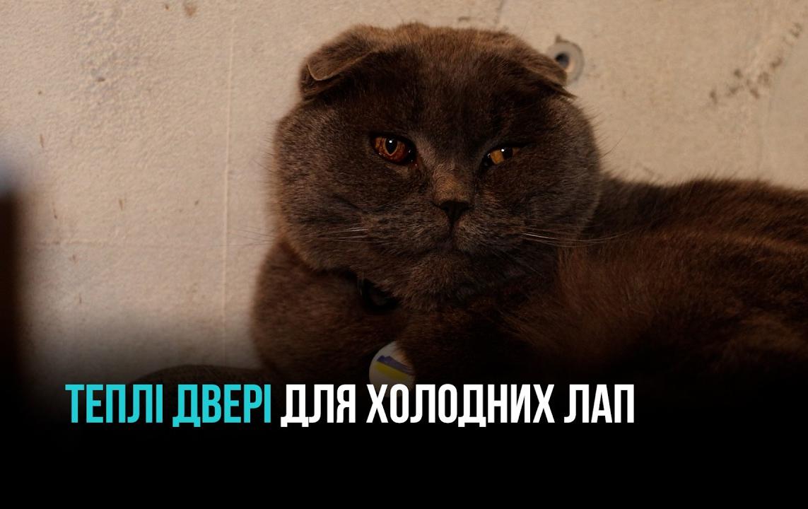 ЯК БІЗНЕСИ У КРИВОМУ РОЗІ РЯТУЮТЬ ЧОТИРИЛАПИХ У МОРОЗ