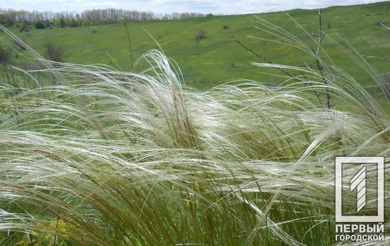 Работники ботсада Кривого Рога побывали с экспедицией в степных урочищах и лесном заказнике Днепропетровщины
