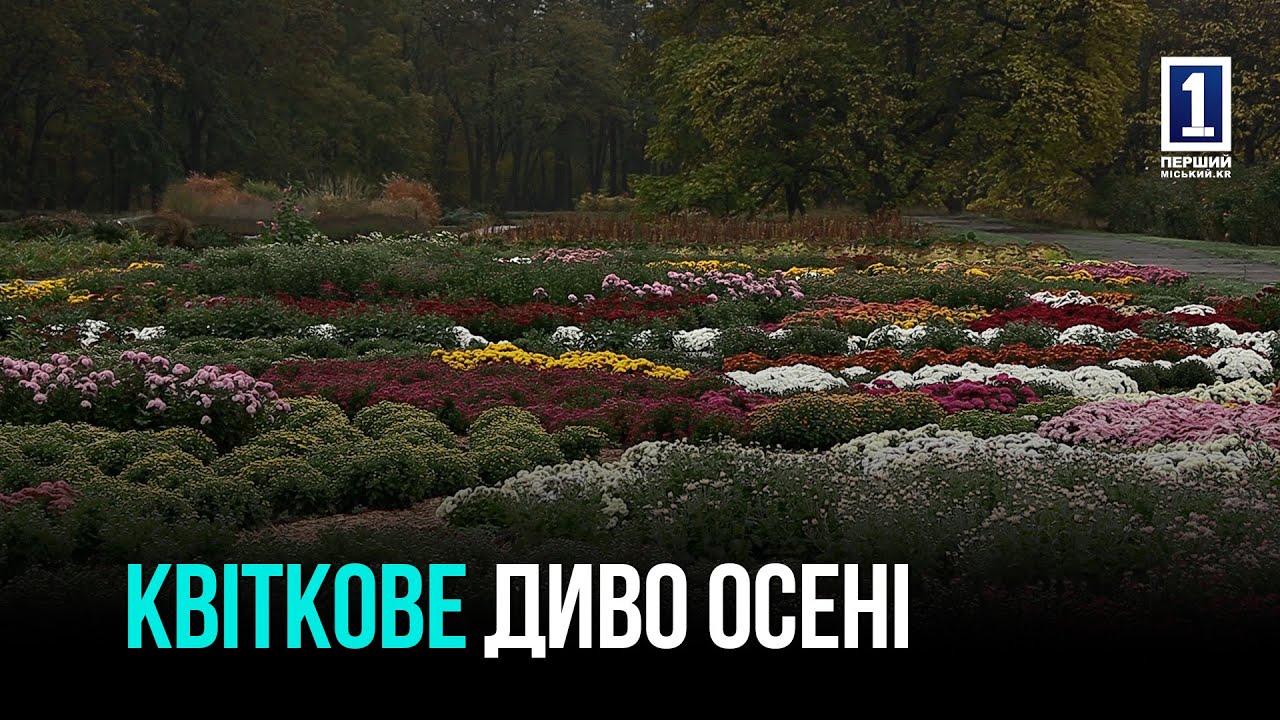 ОСЕННИЙ БАЛ: В БОТАНИЧЕСКОМ САДУ КРИВОГО РОГА РАСЦВЕТЛИЛИ ХРИЗАНТЕМЫ