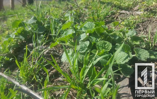 21 марта в Кривом Роге будет переменная облачность, возможен дождь