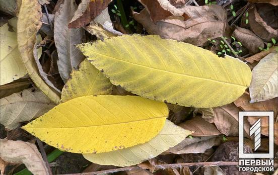 1 листопада у Кривому Розі прогнозують теплу і хмарну погоду