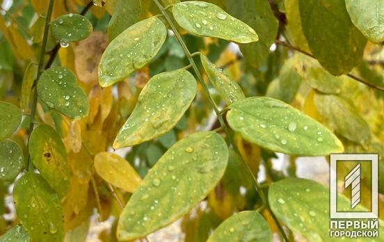 У понеділок у Кривому Розі прогнозують дощі