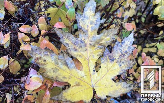 У Кривому Розі 12 листопада буде тепло і сонячно