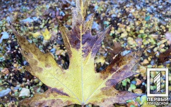 У Кривому Розі 17 листопада буде прохолодна погода