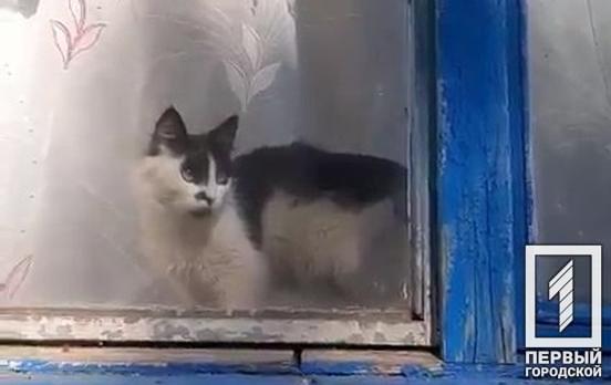 Дві автовишки, бензопили та вмовляння: у Кривому Розі врятували кішку, яка декілька днів просиділа на дереві