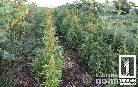 У Кривому Розі судитимуть містян, підозрюваних у вирощуванні коноплі у сусідній області