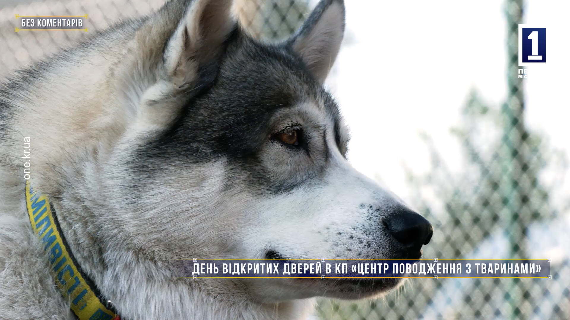 Без коментарів: день відкритих дверей в КП «Центр поводження з тваринами»