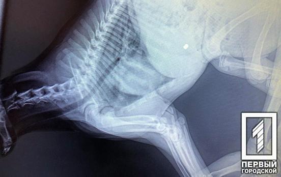 У поліції Кривого Рогу відкрили кримінальну справу за фактом вбивства собаки зоозахисника