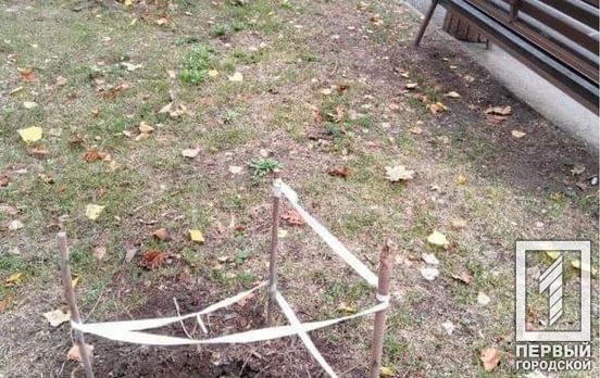 У одному з парків Кривого Рогу викрали кипарис