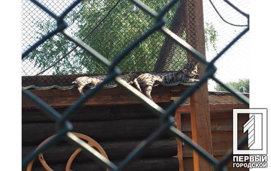 В Украине намерены усилить ответственность за жестокое обращение с животными, – Рада проголосовала за законопроект