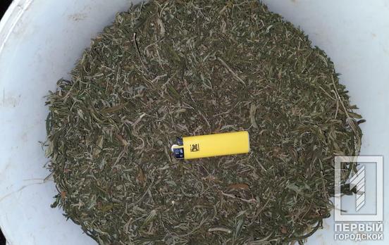 Правоохранители Кривого Рога во время обыска обнаружили каннабиса на 40 000 гривен