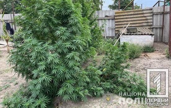 Правоохоронці Кривого Рогу ліквідували плантацію конопель, що знайшли на території приватного будинку